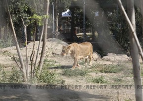 Бакинский зоопарк открыт для посетителей