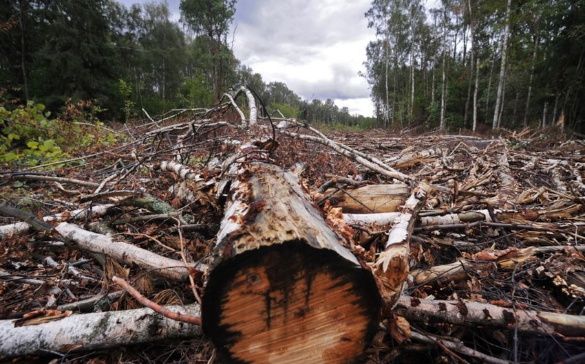 Генпрокуратура возбудила уголовное дело в связи с вырубкой деревьев в лерикском лесу