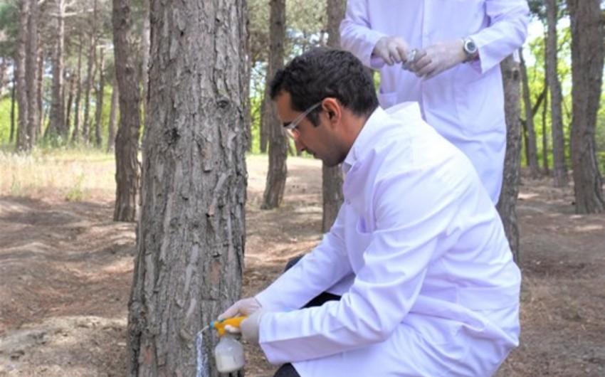 Bakıda 3 000 xəstə şam ağacı kəsilərək utilizasiya edilib