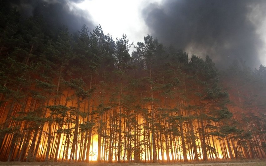 В Сибири горят 50 тыс. гектаров леса