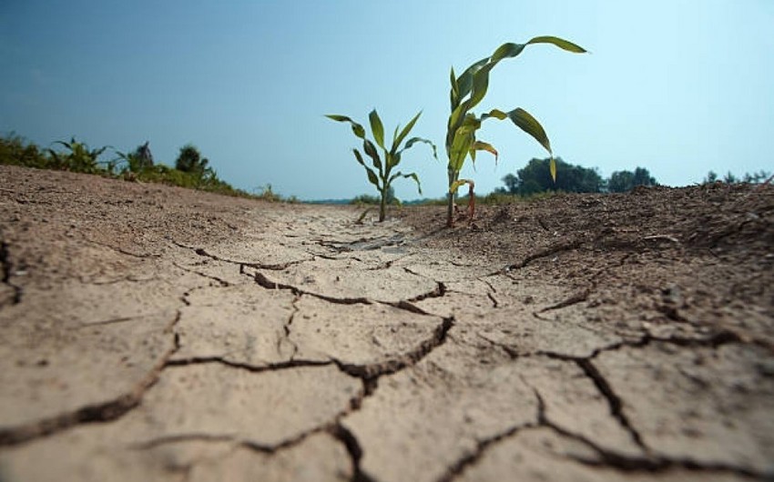 Глава НИИ о влиянии засухи на сельское хозяйство Азербайджана