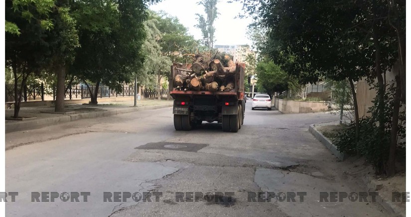 В Баку вырубили деревья в связи со строительством новых зданий