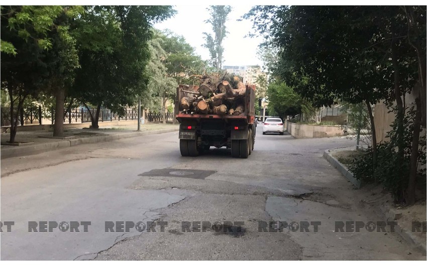 В Баку вырубили деревья в связи со строительством новых зданий