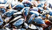 Azerbaijan resumes mussel imports from China