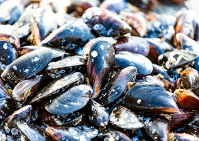 Azerbaijan resumes mussel imports from China