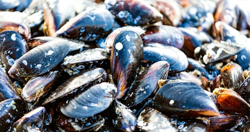 Azerbaijan resumes mussel imports from China