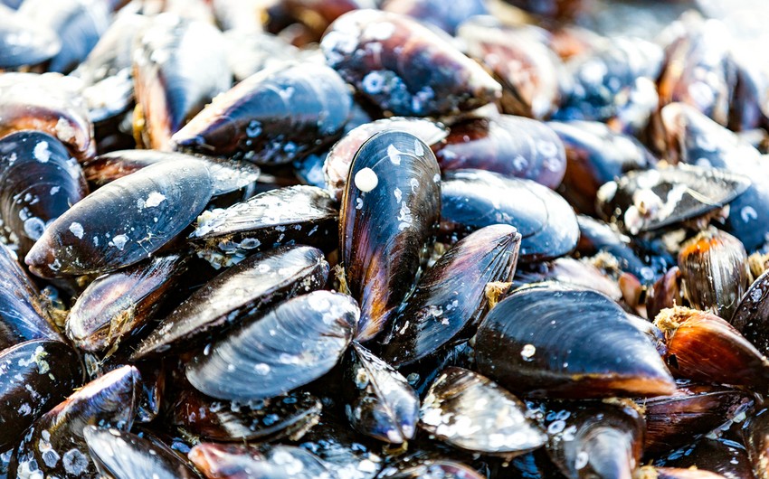 Azerbaijan resumes mussel imports from China