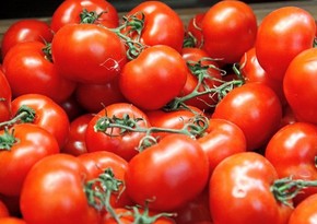 Россия снимает запрет на поставку азербайджанских помидоров 