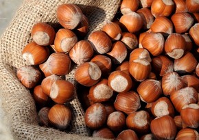 European importers of Azerbaijan’s hazelnut sharply increase imports 