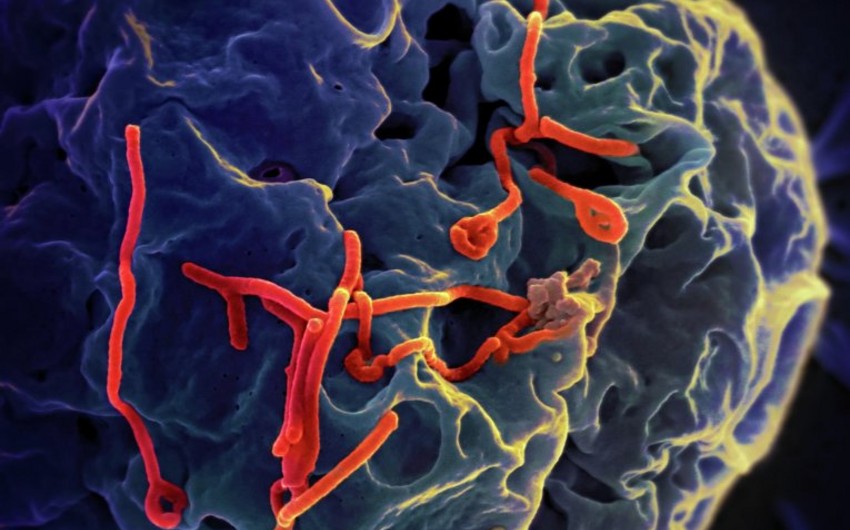 ВОЗ: Количество зараженных вирусом Эбола достигло 25 тысяч