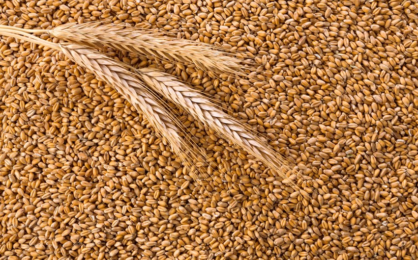 Израиль создает с Азербайджаном и Узбекистаном региональный альянс по поставкам пшеницы