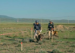 UNDP releases scenes from short film about mine detection dogs in Karabakh