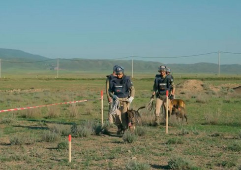 ПРООН представил кадры фильма о собаках-миноискателях в Карабахе