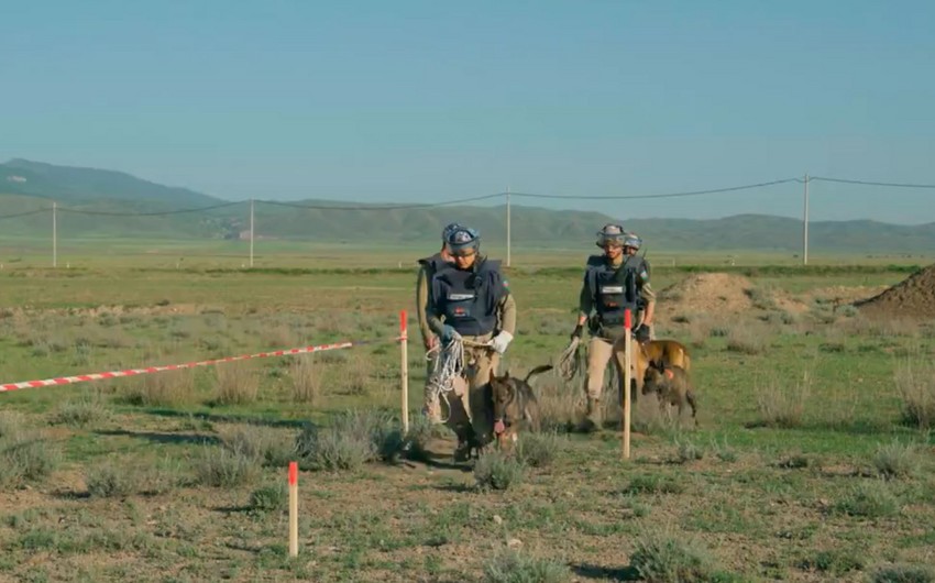 UNDP releases scenes from short film about mine detection dogs in Karabakh