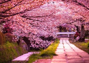 В Токио начался сезон цветения сакуры