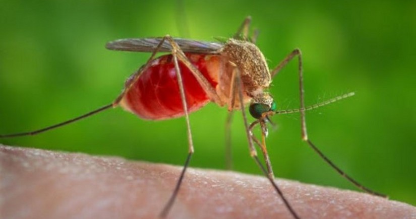 В Бангладеш число жертв лихорадки денге превысило 1 тыс.