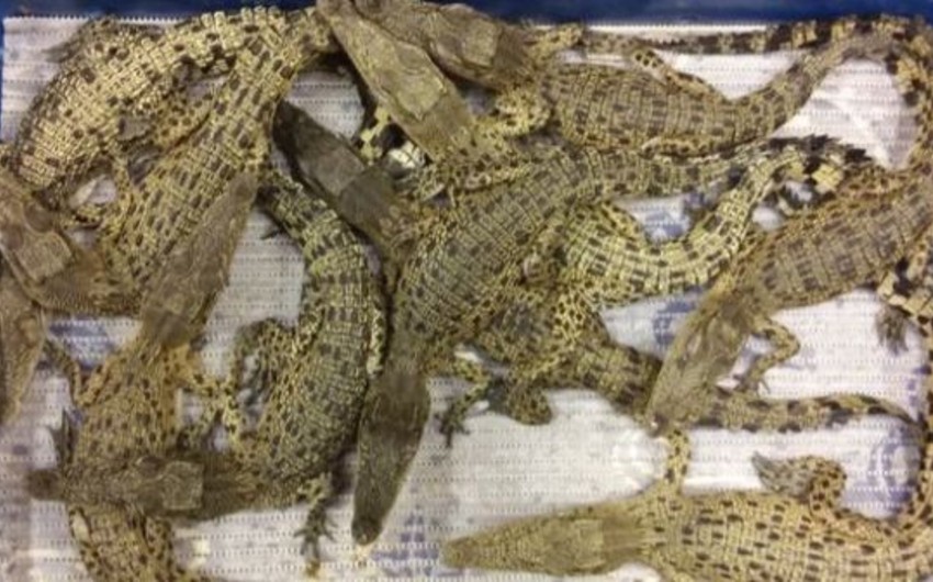 Пограничники изъяли 50 крокодилов в лондонском аэропорту Хитроу