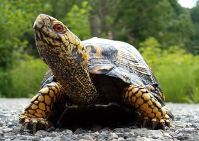 Tortoise missing for 30 years found in attic