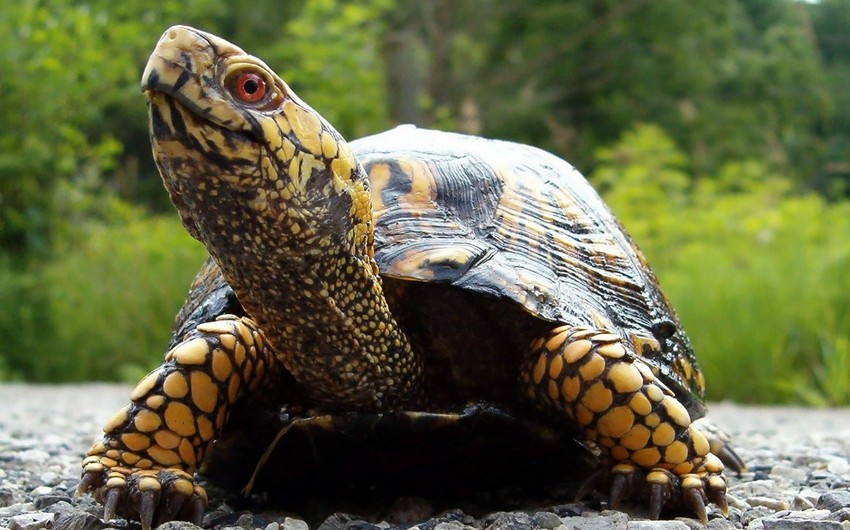 В Бразилии черепаха прождала хозяев на чердаке 30 лет