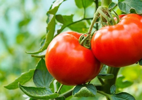 Еще 13 предприятиям из Азербайджана разрешен экспорт помидоров и яблок в Россию