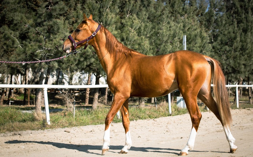 Three Karabakh horses to be put up for auction