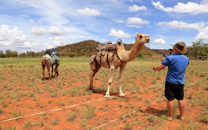 Власти Австралии убьют тысячи верблюдов из-за нехватки воды