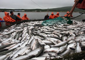 EU to discuss restrictions on fresh fish imports from Russia