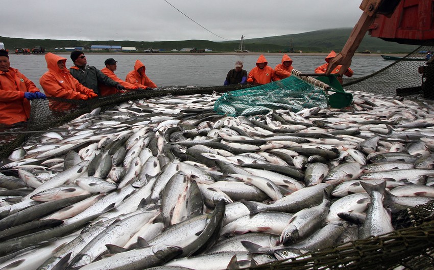 EU to discuss restrictions on fresh fish imports from Russia