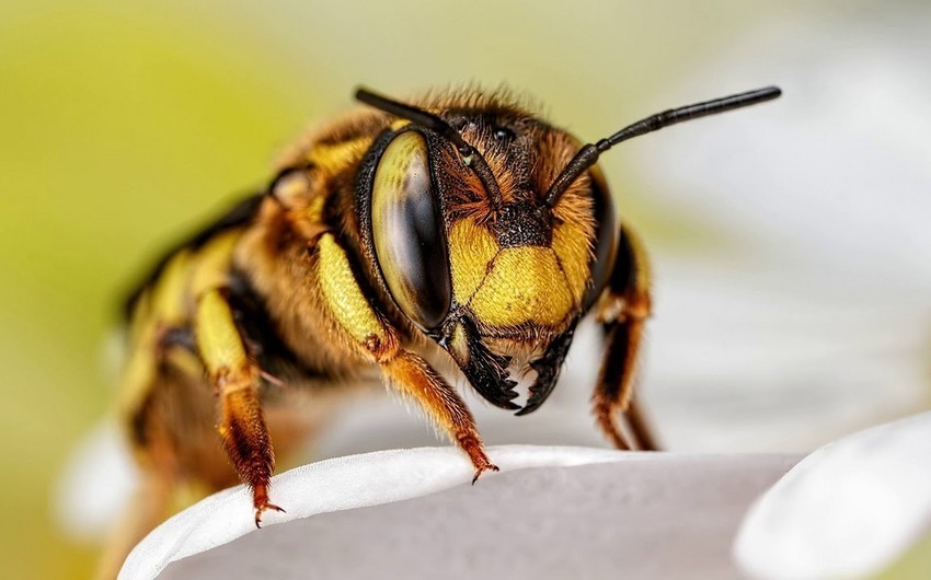 Житель Баку умер от укуса пчелы