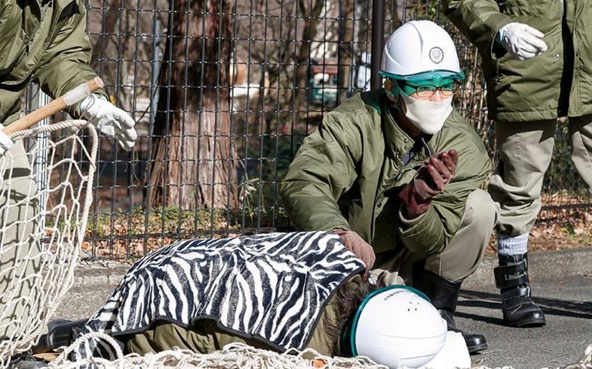 Yaponiyada ağ pələng zoopark əməkdaşını parçalayıb