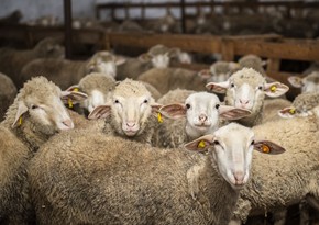 QMİ: Qurbanlıq keçi və qoyunun yaşı 1 ilə yaxın, öküz və inək 2 ildən artıq, dəvənin isə 5 ili tamam olmalıdır