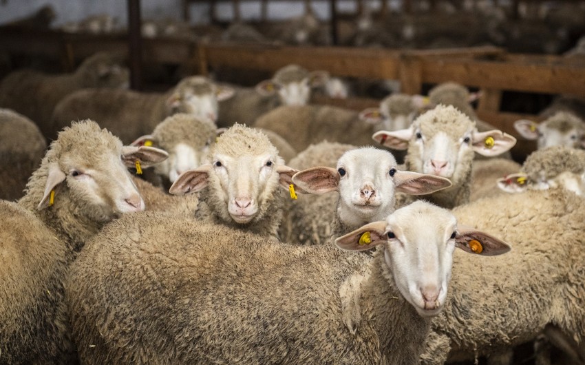 QMİ: Qurbanlıq keçi və qoyunun yaşı 1 ilə yaxın, öküz və inək 2 ildən artıq, dəvənin isə 5 ili tamam olmalıdır