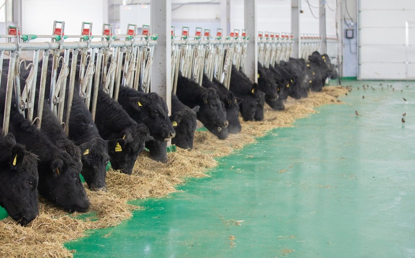 В Гобустане началась продажа коров абердин-ангусской породы 