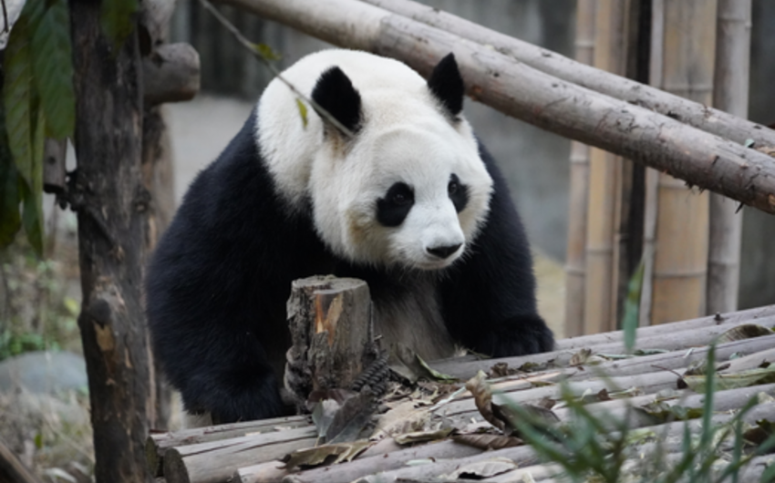 В Японии в возрасте 28 лет умерла старейшая в стране панда