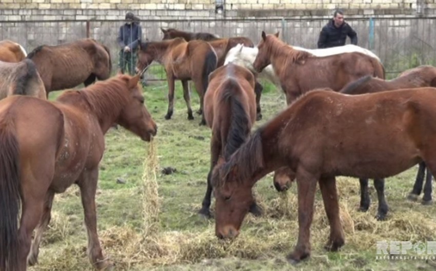 Среди отправленных из Азербайджана в Казахстан животных обнаружены краденые лошади