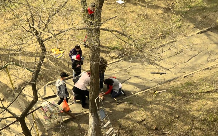 В Баку упавший с дерева подросток получил тяжелые травмы