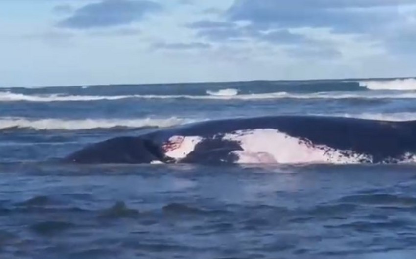 В Новой Зеландии на берег выбросились два горбатых кита - ВИДЕО
