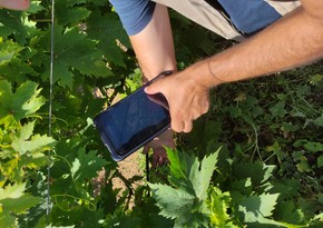 Aqrar Sığorta Fondu Şamaxıda dolu vuran üzüm bağına dəymiş zərəri hesablayır