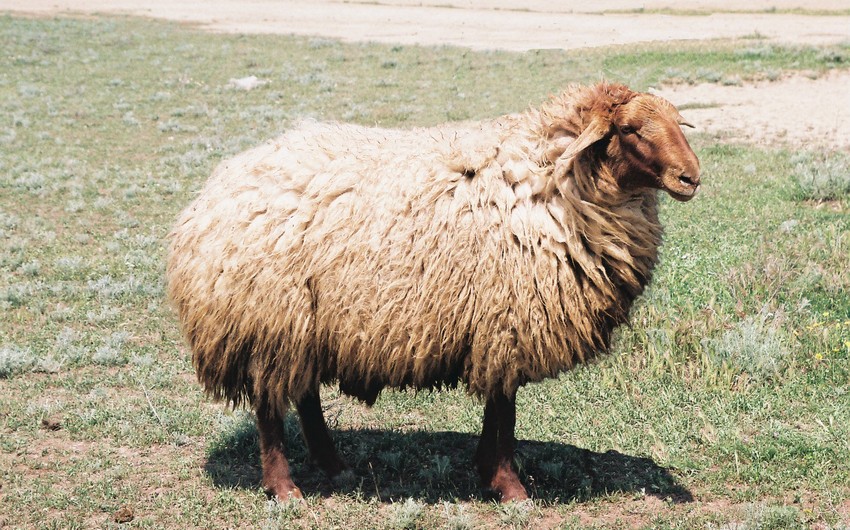 ​Азербайджан единственный стабильный импортер овец из Грузии
