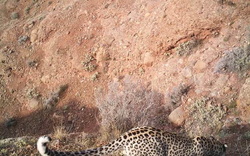 ​Photos of one more leopard taken in Azerbaijan