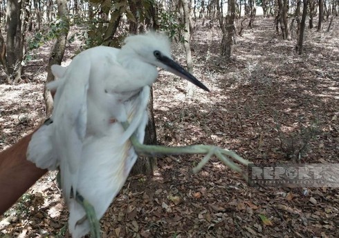 Водоплавающие птицы нанесли ущерб лесу в Масаллы