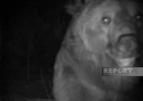 Bear intrudes into residential area in Azerbaijan's Goygol district