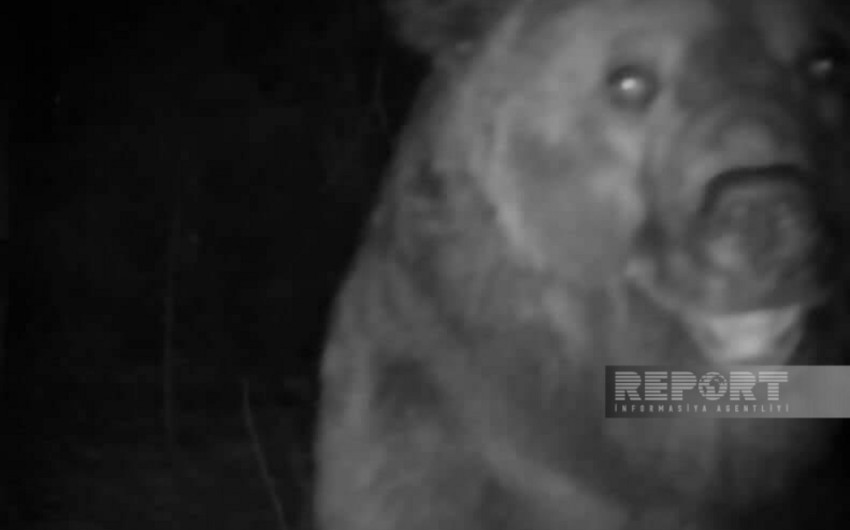 Bear intrudes into residential area in Azerbaijan's Goygol district