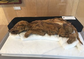 Палеонтологи нашли мумию волчонка возрастом 57 тысяч лет
