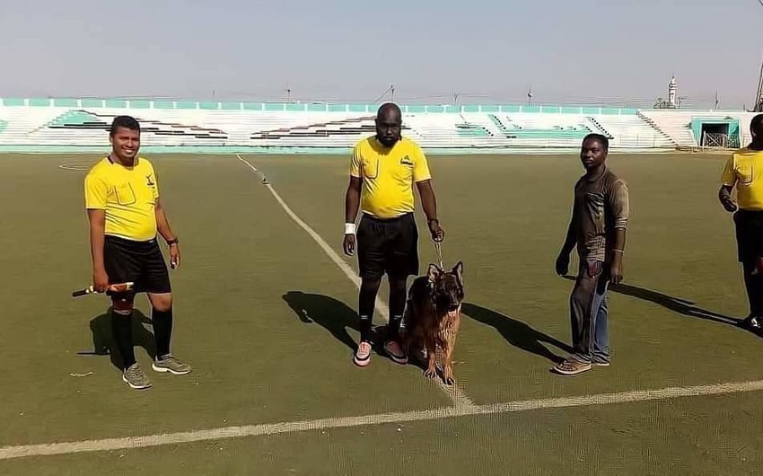 Bu ölkədə hakim futbol matçını idarə etməyə iti ilə gedir