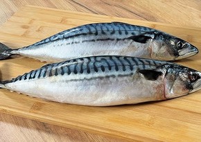 Azerbaijan resumes imports of frozen mackerel from Denmark