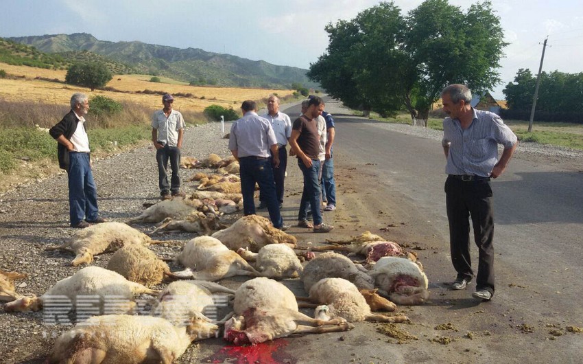 В Гейгеле грузовик сбил насмерть 82 голов овец