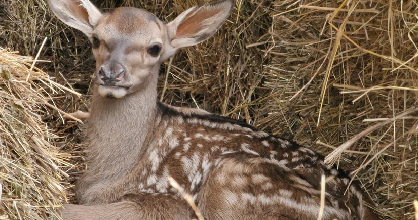 В Шахдагском национальном парке увеличилось число благородных оленей