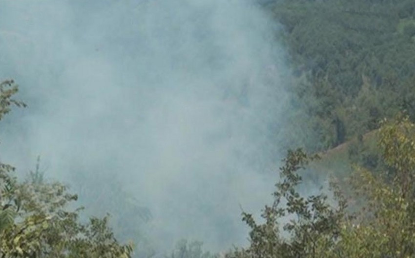 Пожар в Гирканском национальном парке потушен