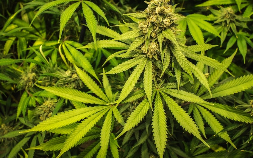 В Калифорнии выдали первую лицензию на торговлю марихуаной